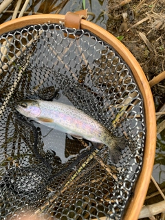 ニジマスの釣果