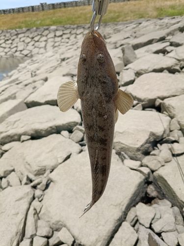 コチの釣果