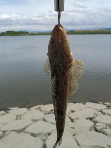 コチの釣果