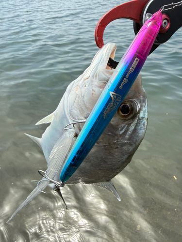 メッキの釣果