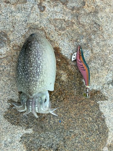 シリヤケイカの釣果