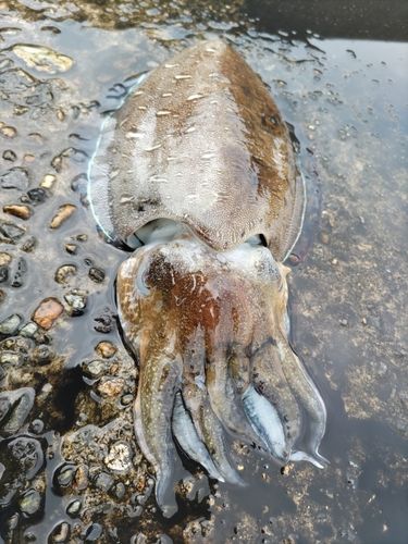 モンゴウイカの釣果
