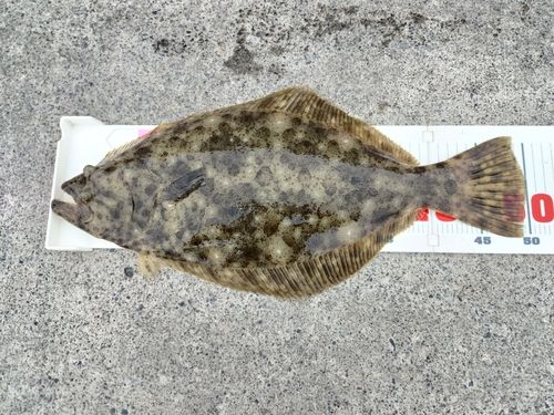 ヒラメの釣果