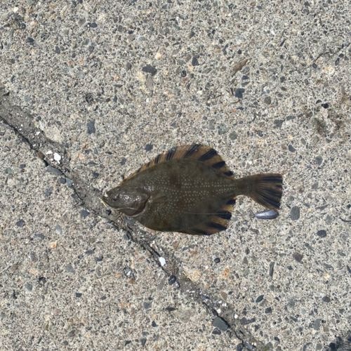 ヌマガレイの釣果
