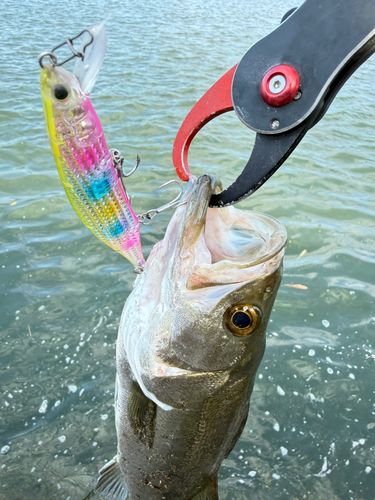 マルスズキの釣果