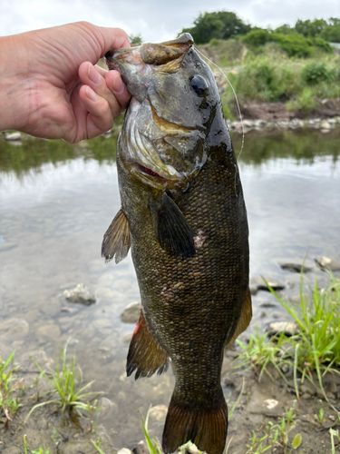スモールマウスバスの釣果
