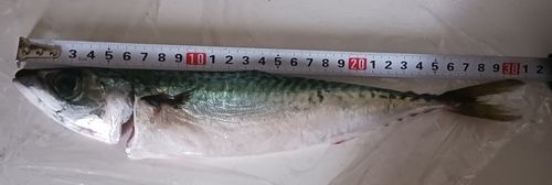 サバの釣果