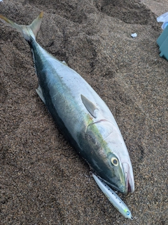 ワラサの釣果