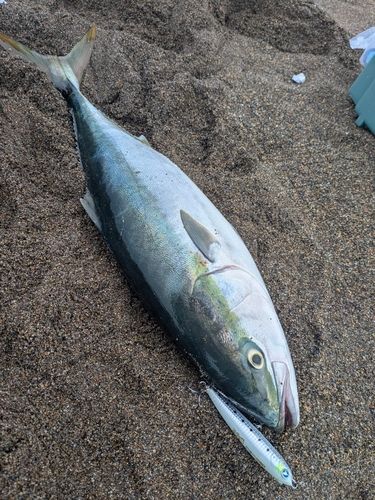 ワラサの釣果