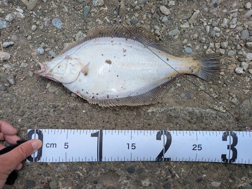 マガレイの釣果