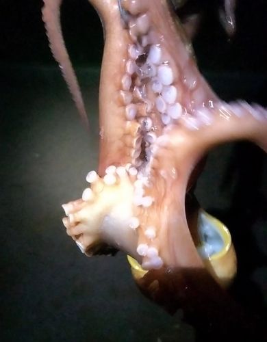 タコの釣果