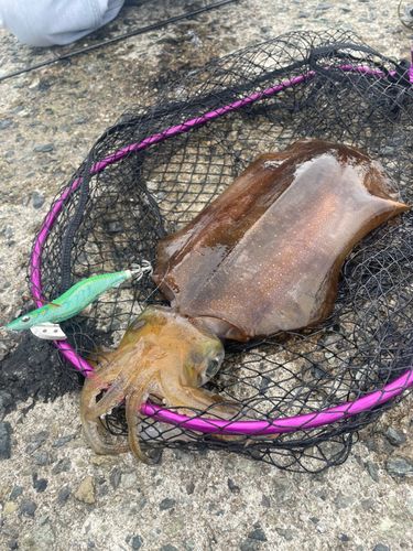 アオリイカの釣果