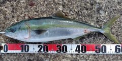 イナダの釣果