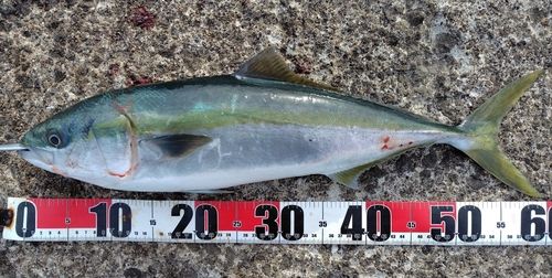 イナダの釣果