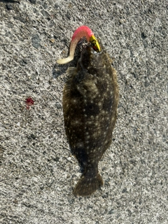 ヒラメの釣果