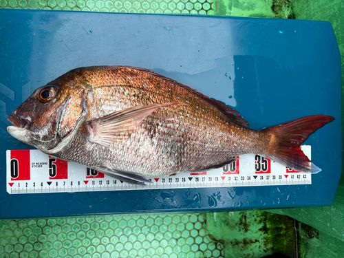 マダイの釣果