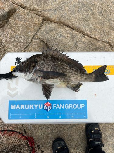 クロダイの釣果