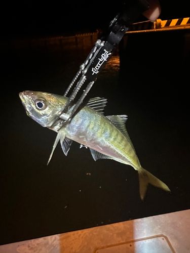 マアジの釣果