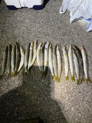 カマスの釣果