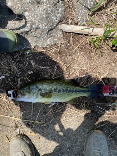 ブラックバスの釣果