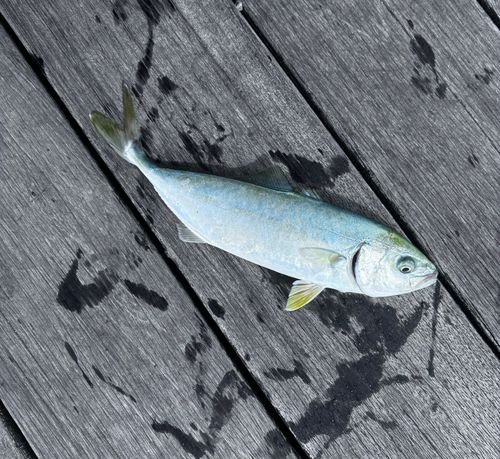 ワカシの釣果