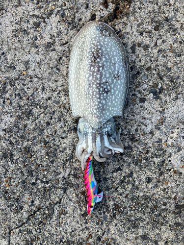 シリヤケイカの釣果