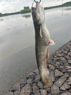 ナマズの釣果