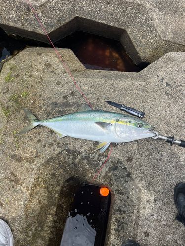 ワラサの釣果
