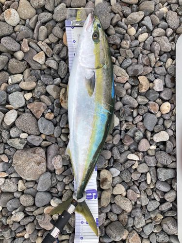 ワラサの釣果