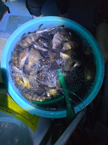 メバルの釣果