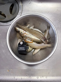 キスの釣果