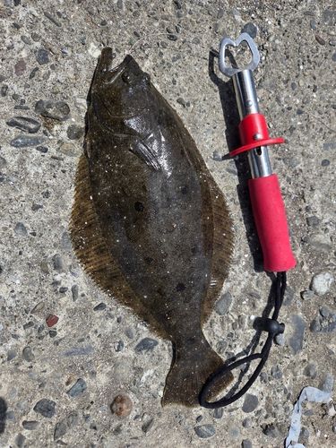 ヒラメの釣果