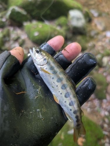 ヤマメの釣果