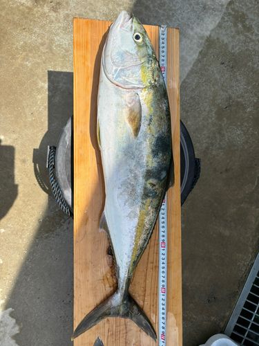 ハマチの釣果
