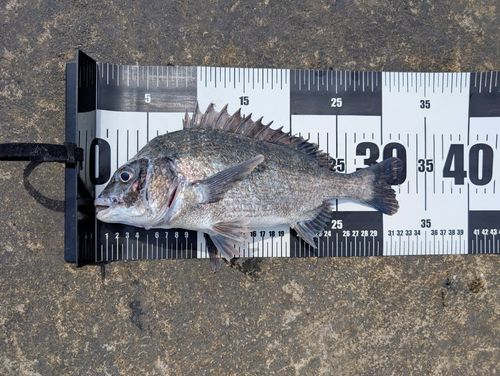 チヌの釣果