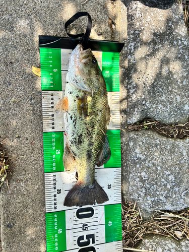ラージマウスバスの釣果