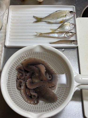 キスの釣果