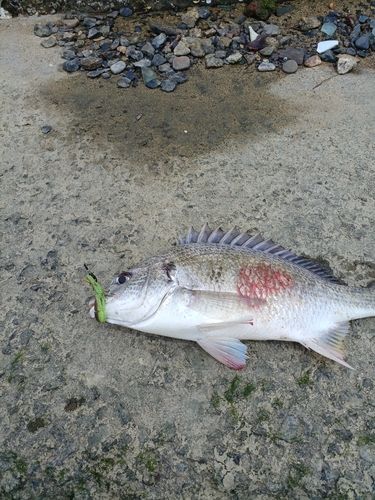 チヌの釣果