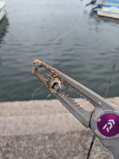 ハゼの釣果