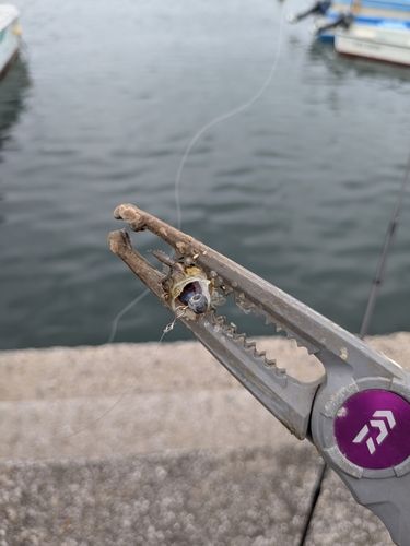 ハゼの釣果