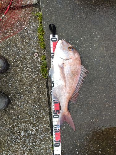 マダイの釣果