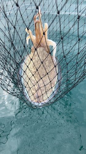 モンゴウイカの釣果