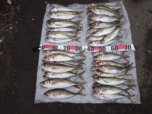 アジの釣果