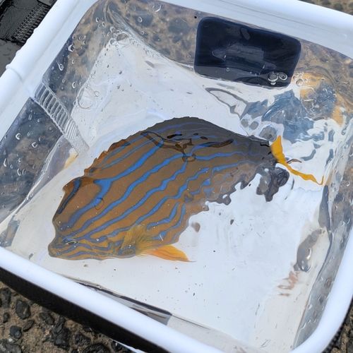タイの釣果