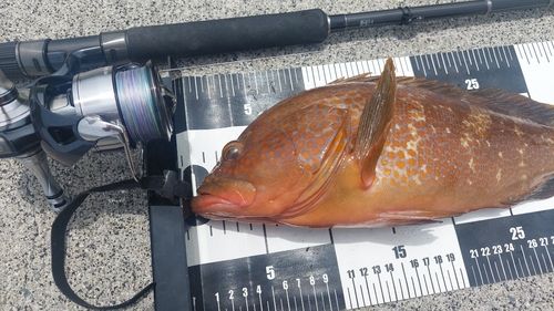 キジハタの釣果