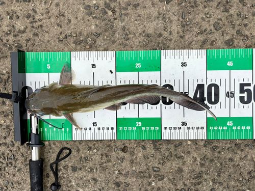 アメリカナマズの釣果