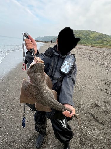 カスザメの釣果