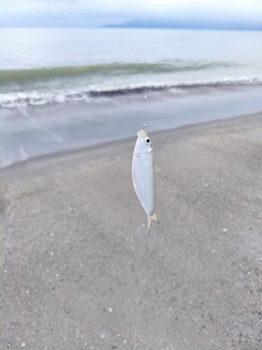サッパの釣果