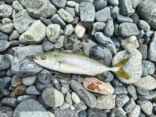 ワカシの釣果