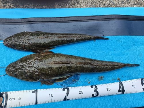 マゴチの釣果